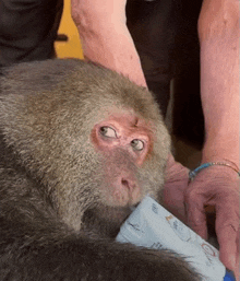 a person is feeding a monkey a bottle that says dove on it