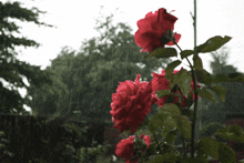 Rose Rainy GIF