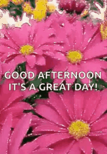 Good Afternoon Great Day GIF