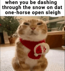 Cat Christmas GIF - Cat Christmas Silly GIFs