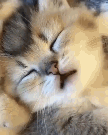 Kittens Sleepy GIF - Kittens Sleepy Cats GIFs