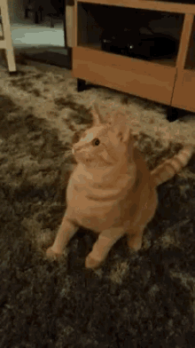 a cat is sitting on a rug in front of a television
