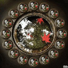 a picture of a pond with leaves in it and pixiz on the bottom