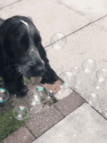 Spaniel Dogs GIF - Spaniel Dogs Bubbles GIFs
