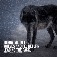 a wolf is standing in the snow with a quote that says `` throw me to the wolves '' .