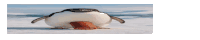 a penguin is standing on a piece of ice with its tongue sticking out