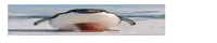 a penguin is standing on a piece of ice with its tongue sticking out