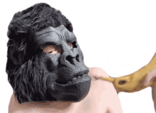 trying to eat the banana ricky berwick banana gorilla mask mask