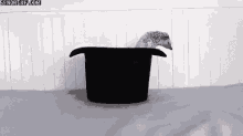 Trapped Trapped GIF - Hedgehog Trapped Fail GIFs