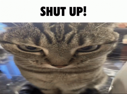 angry cat shut up