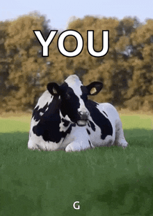 Cow Cow Cows GIF - Cow Cow Cows Chew GIFs