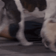 Pezberry Rachel GIF