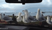 seagulls bird attack