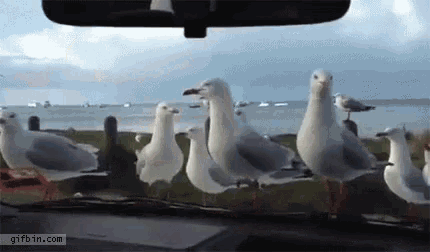 seagulls-bird-attack.gif