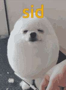 Eggdog Sid GIF