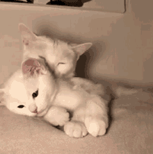 Cat Couple GIF - Cat Couple GIFs