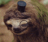 Sloth Opulence GIF - Sloth Opulence Top Hat GIFs