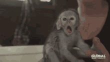 Maitos Macaco GIF - Maitos Macaco GIFs