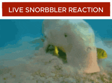 Snorbbler Live Reaction GIF - Snorbbler Live Reaction GIFs