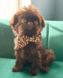 a brown dog wearing a leopard print bow tie