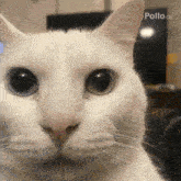 a close up of a white cat 's face with two different colored eyes looking at the camera .