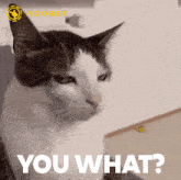 a cat with the words " you what " on the bottom