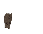 a close up of a cat on a white background