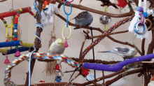 How To Select Safe Toys For Birds GIF - How To Select Safe Toys For Birds GIFs