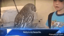 Owl Tv GIF