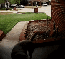 a dog is walking down a sidewalk in front of a house