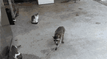 Thief GIF - Cats Racoon Food GIFs