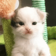 a small white kitten with a black spot on its face is sitting on a cat tree .