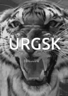 Urgsk Zveris GIF - Urgsk Zveris Tigras GIFs