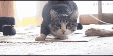 Wiggle Cat GIF - Wiggle Cat Charging GIFs