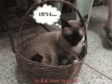 Cat Basket GIF - Cat Basket GIFs