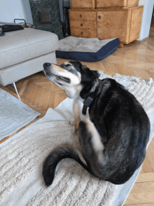 a dog laying on a rug scratching itself