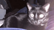 Laser Cat Laser GIF - Laser Cat Laser Cyclops GIFs