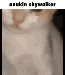 a close up of a cat 's face with the words anakin skywalker below it
