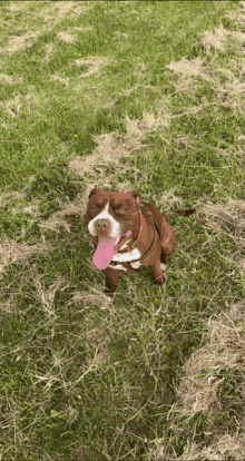 Pixilart - Puppy Gif by Miss-Pitbull