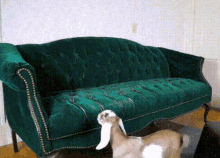 goat furniture versus