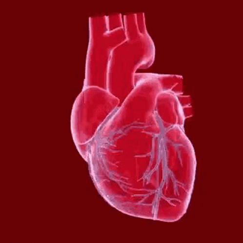 real human heart beating gif