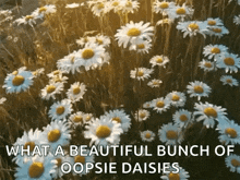 Daisies Daisy GIF - Daisies Daisy Flower GIFs