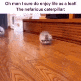a cat is walking on a wooden floor with a leaf on its face .