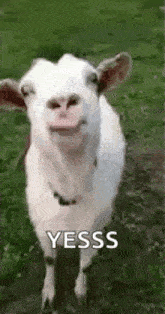 a goat is standing in the grass and smiling .