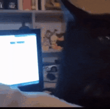 Cat Weewee GIF