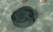 Fish Smile GIF - Fish Smile GIFs