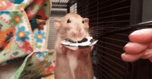 Rat Eating Yogurt On A Spoon Yogurt GIF