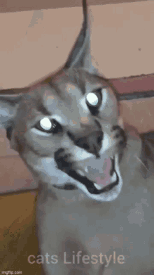 Cat Hissing GIF - Cat Hissing Caracal GIFs