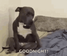 Good Night Dog GIF - Good Night Dog GIFs