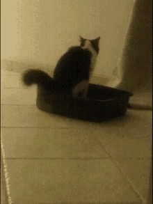 Cat Litter GIF - Cat Litter Poop GIFs